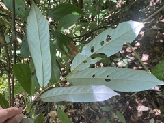 Fissistigma glaucescens