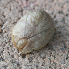 Testacella haliotidea