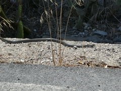 Hierophis viridiflavus carbonarius