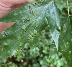 Eriophyes torminalis