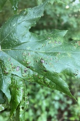 Eriophyes torminalis