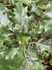 Eriophyes torminalis