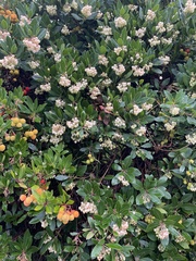 Arbutus unedo