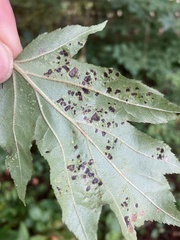 Eriophyes torminalis
