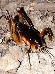 Apotetamenus clipeatus