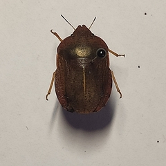 Eurygaster austriaca