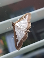 Cydalima perspectalis