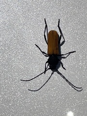 Tragidion coquus