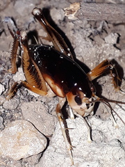 Apotetamenus clipeatus