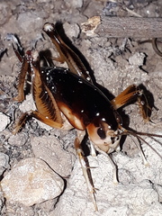 Apotetamenus clipeatus