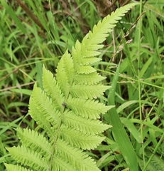 Thelypteris confluens