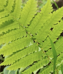 Thelypteris confluens