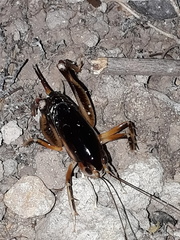 Apotetamenus clipeatus