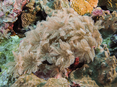 Clavularia