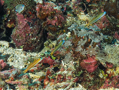 Ptereleotris heteroptera