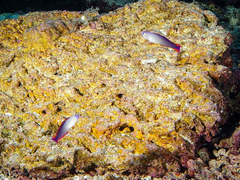 Nemateleotris decora