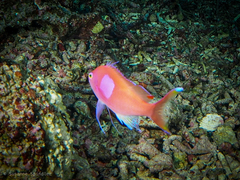 Pseudanthias pleurotaenia