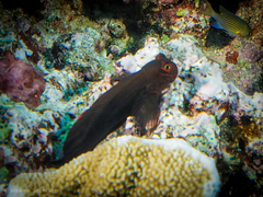 Cirripectes springeri