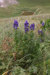 Aconitum nasutum