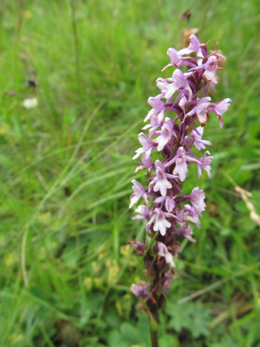 päťprstnica obyčajná (Gymnadenia conopsea)