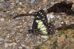 Catasticta sisamnus bithyna