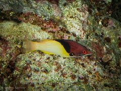 Bodianus mesothorax