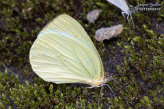 Pseudopieris viridula