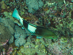 Gracila albomarginata
