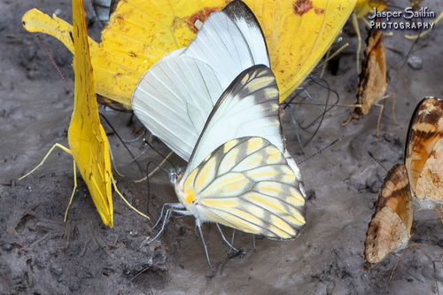 Hesperocharis nera · iNaturalist