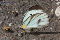 Ganyra phaloe