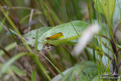 Colias dimera