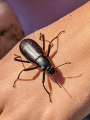 Eleodes longicollis