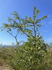 Diphysa occidentalis