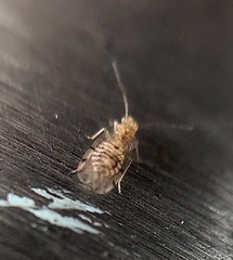 Ectopsocus meridionalis