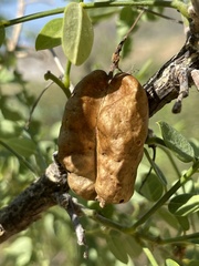 Diphysa occidentalis