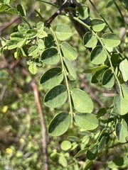 Diphysa occidentalis