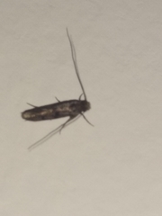 Tineidae