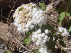 Ageratina paupercula