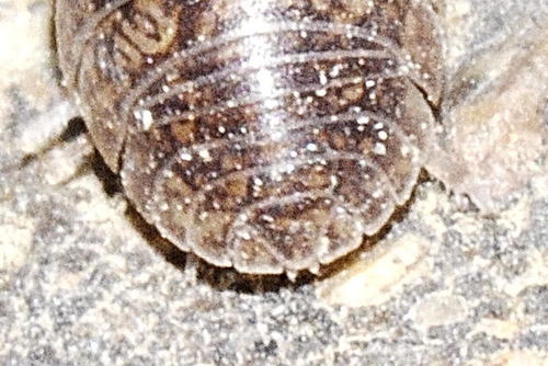 Arcangeli's Pill Woodlouse, photo 9 of 10