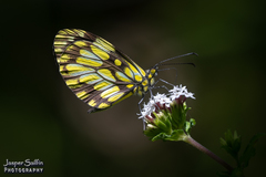 Dismorphia hyposticta