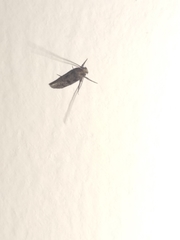 Tineidae