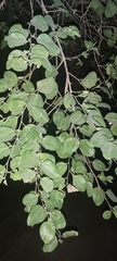 Ziziphus jujuba