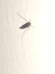 Tineidae