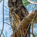 Hispaniolan Stygian Owl - Photo (c) Juan Sangiovanni, some rights reserved (CC BY-NC), uploaded by Juan Sangiovanni