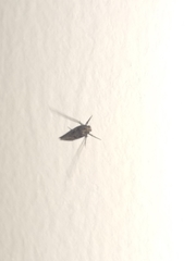 Tineidae