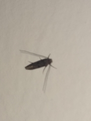 Tineidae