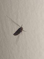 Tineidae