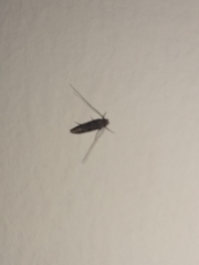 Tineidae