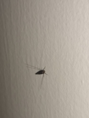 Tineidae