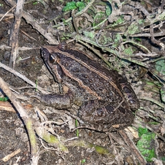 Discoglossus galganoi